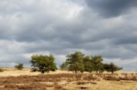 Hier en daar onderbreken bomen de vergezichten