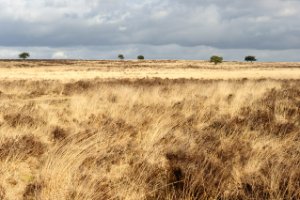 Heide en pijpenstrootjes