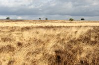 Heide en pijpenstrootjes