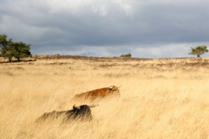 Schotse Hooglander grazen op de Terletse heide