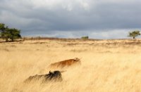 Schotse Hooglander grazen op de Terletse heide