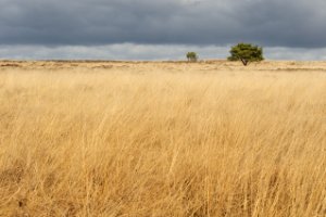 Hier en daar onderbreken bomen de vergezichten op de Terletse heide