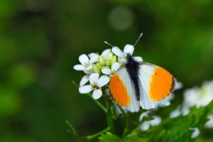 Het oranjetipje - Anthocharis cardamines