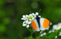 Het oranjetipje - Anthocharis cardamines, Duinen van Voorne, Oranjetipje