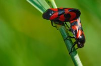 Bloedcicade, Duinen van Voorne, Bloedcicade