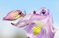 Natuur ontwaakt , Duinen van Voorne