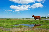 Tiengemeten wordt door de grote grazers geholpen, Tiengemeten, Schotse Hooglander