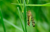 Gewone Schorpioenvlieg, Beekdal De Beerze, Gewone Schorpioenvlieg