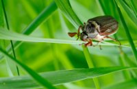 Gewone meikever - Melolontha melolontha, Beekdal De Beerze, Gewone Meikever