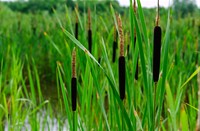 Grote Lisdodde langs de poeltjes..., Nieuw Wulven, Grote Lisdodde