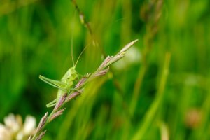 Kleine Groene Sabelsprinkhaan