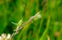 Kleine Groene Sabelsprinkhaan