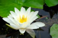 Nymphaea - Waterlelie, Duinen van Voorne, Witte Waterlelie