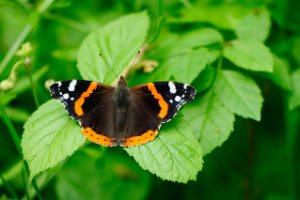 De atalanta (Vanessa atalanta) of admiraalvlinder 