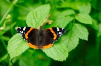 De atalanta (Vanessa atalanta) of admiraalvlinder , Duinen van Voorne, Atalanta