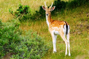 Damherten laten zich vaak zien in AWD