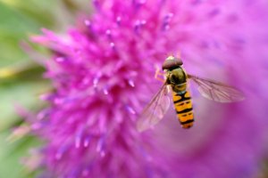 Nectar van bloemen worden uitgebreid benut