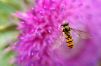 Nectar van bloemen worden uitgebreid benut