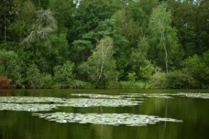 De vennen in het natuurgebied Oisterwijkse bossen en vennen