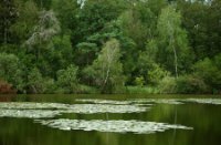 De vennen in het natuurgebied Oisterwijkse bossen en vennen