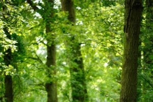 Wandelpad in de Oisterwijkse Bossen en Vennen