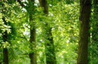 Wandelpad in de Oisterwijkse Bossen en Vennen