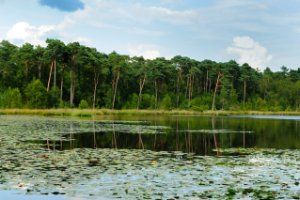 Kolkven - Oisterwijkse bossen en vennen