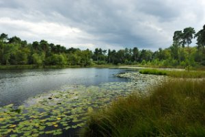 Brandven - Oisterwijkse bossen en vennen