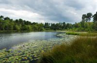 Brandven - Oisterwijkse bossen en vennen