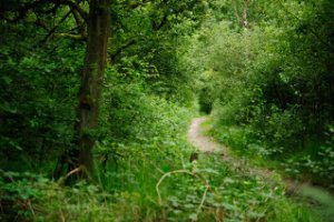 Wandelpad in de Oisterwijkse Bossen en Vennen