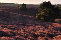 Warme en zachte licht van de zonsopkomst bij de Posbank