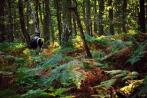 Unal in het bos van het Asselt - Veluwezoom