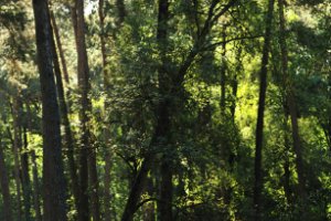 Unal en Yilaydin in het bos van het Asselt - Veluwezoom