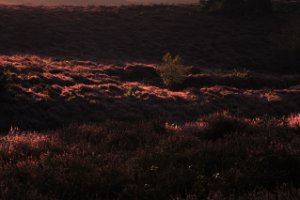 Eerste zonnestralen op de heide in Posbank