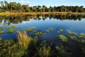 Vennen van de kampina