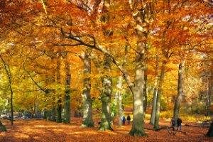 Amerongse Bos met herfst kleuren - herfst set LEE filters