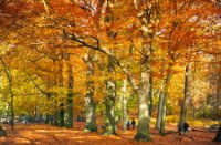 Amerongse Bos met herfst kleuren - herfst set LEE filters, Amerongse Bos