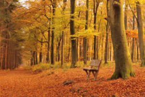 Amerongse Bos met herfst kleuren - herfst set LEE filters