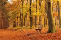 Amerongse Bos met herfst kleuren - herfst set LEE filters, Amerongse Bos