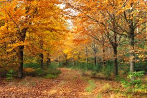 Amerongse Bos met herfst kleuren - herfst set LEE filters