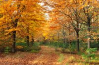 Amerongse Bos met herfst kleuren - herfst set LEE filters, Amerongse Bos