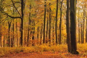 Amerongse Bos met herfst kleuren - herfst set LEE filters