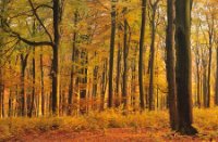 Amerongse Bos met herfst kleuren - herfst set LEE filters, Amerongse Bos