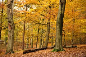 Amerongse Bos met herfst kleuren - herfst set LEE filters