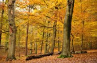 Amerongse Bos met herfst kleuren - herfst set LEE filters, Amerongse Bos