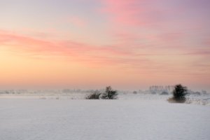 Weiland in het natuurgebied Amerongse Bovenpolder