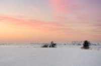 Weiland in het natuurgebied Amerongse Bovenpolder, Amerongse Bovenpolder