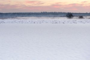 Weiland in het natuurgebied Amerongse Bovenpolder