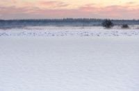 Weiland in het natuurgebied Amerongse Bovenpolder, Amerongse Bovenpolder