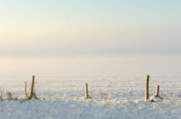 Mist in het natuurgebied Amerongse Bovenpolder, Amerongse Bovenpolder